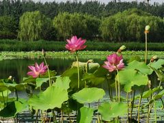 -南海子公园