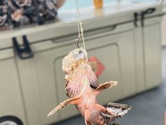 -小猫钓鱼海钓俱乐部(椰梦长廊店)