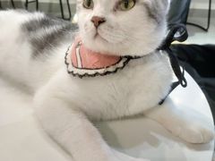 -Heymao猫咖.咖啡厅(东门店)