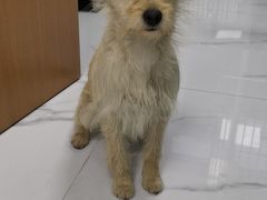-嘉馨宠物医院·CT影像转诊·心脏科·犬猫全科诊疗中心(下沙大学城院区)