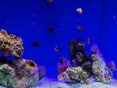 -上海海洋水族馆