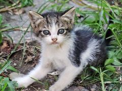 -海边的猫和咖啡馆