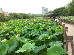 -金山公园