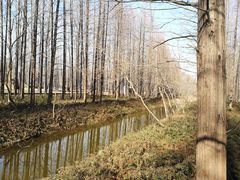 -黄海国家森林公园