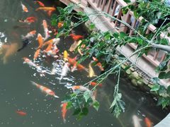 -南宫五洲植物乐园