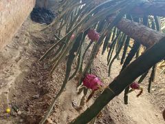 -呀路古热带植物园