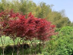 -宁波浙东大竹海景区