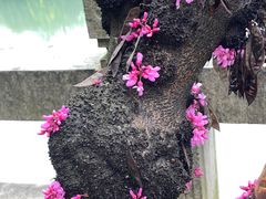 -苏州大学(天赐庄校区)
