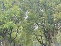 -上海鲜花港