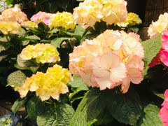 -双季花艺园艺市场(浦东店)