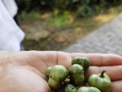 -宝岩生态观光园