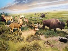 -陕西自然博物馆