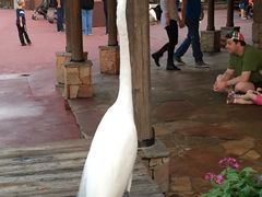 -奥兰多迪士尼动物王国乐园