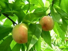 -武汉世外桃源农庄