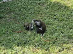 -大连森林动物园