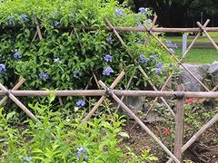-东莞植物园