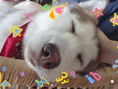 -Husky Go! 哈士奇体验馆·宠物咖啡厅狗咖