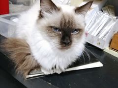 -猫色咖啡·猫咖