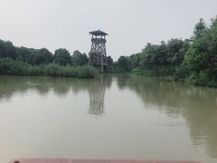 -中国扬子鳄村