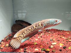 -中环花鸟鱼虫市场