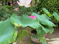-莲花池公园