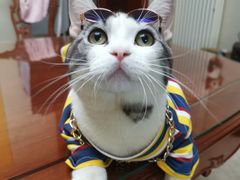 -猫大福·Fortune Cat猫舍(百子湾店)
