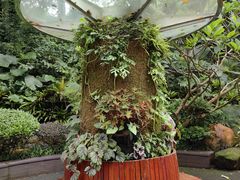 -深圳仙湖植物园