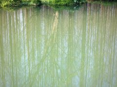 -桤木河湿地公园