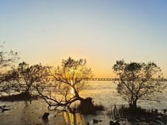 -宝安西湾红树林湿地公园