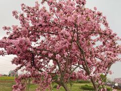 -紫颐香薰山谷景区