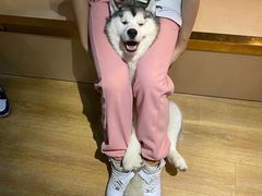 -Husky Go! 哈士奇体验馆·宠物咖啡厅狗咖
