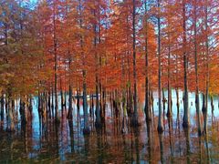 -白鹭湾湿地公园
