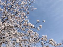 -顾村公园