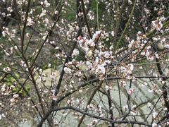 -草庵摩尼教遗址公园