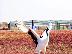 -盐城丹顶鹤湿地生态旅游区