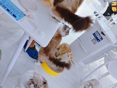 -喵的天空名猫咖啡馆·撸猫·猫舍·用品