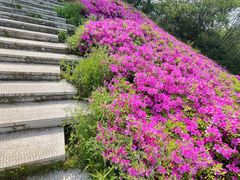 -佛手湖郊野公园