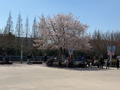 -高东镇樱花园