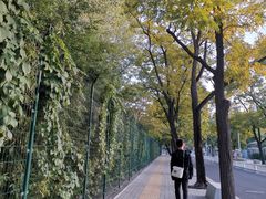 -三里屯东五街银杏大道