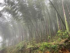 -江西阳明山国家森林公园