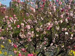 -南汇桃花村