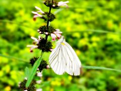 -终南山国家森林公园