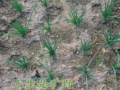 -阳台山森林公园