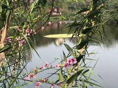 -重庆彩云湖湿地公园