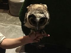 -清迈夜间动物园