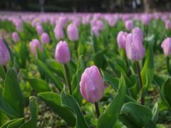 -上海鲜花港