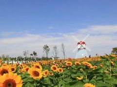 -洪湖湿地生态园