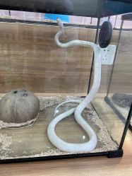 -Moni星球萌宠·小马宝莉·灵蛇·高端高阶全萌宠互动体验俱乐部(红豆国际广场店)
