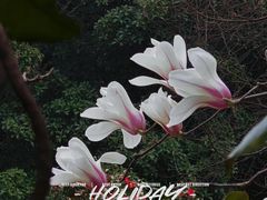 -无锡梅园公园
