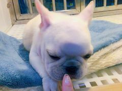 -1013 PET SHOP 宠物商店(近铁城市广场店)